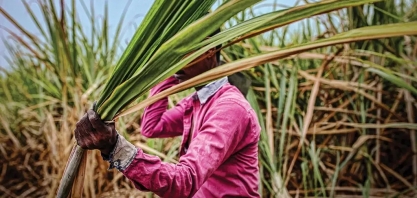 Índia deve limitar exportações de açúcar e apertar oferta global