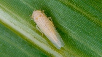 Área com cigarrinha-do-milho cresce 343%, diz Sindiveg