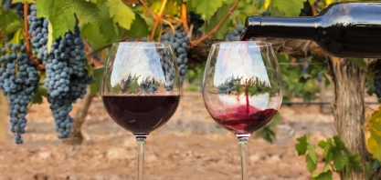 França investirá US$ 170 mi para converter excedente de vinho em álcool industrial