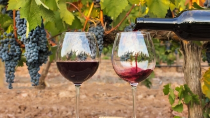 França investirá US$ 170 mi para converter excedente de vinho em álcool industrial