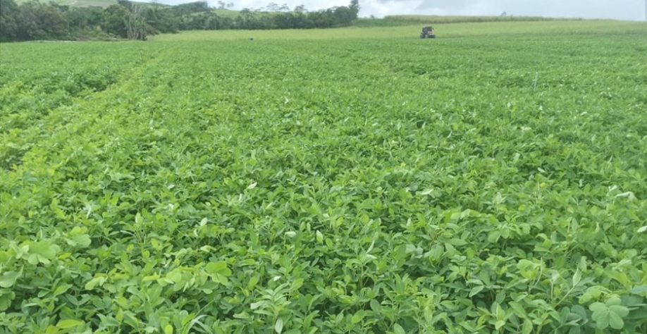 Campo de multiplicação de sementes de amendoim BR-1 com 48 dias. Foto: Agrônomo Anderson Dantas