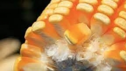 Milho/USDA: uso para etanol nos EUA diminui 6% em dezembro, para 10,80 milhões de toneladas