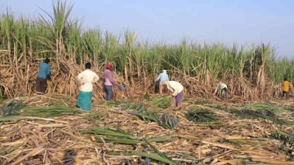 Melhor exportar açúcar ao preço atual antes que a realidade da Índia e safra do Brasil batam em Nova York