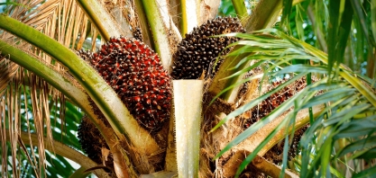 Biocombustível: Brasil BioFuels capta R$ 133,4 milhões em debêntures para instalar termoelétricas