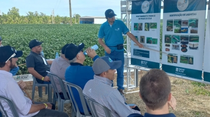 Confusão entre cascudinho-da-soja e torrãozinho ainda tem prejudicado o manejo de pragas