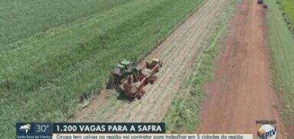 Usina abre cerca de 1,2 mil vagas para safra na região de Ribeirão Preto