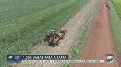 Usina abre cerca de 1,2 mil vagas para safra na região de Ribeirão Preto