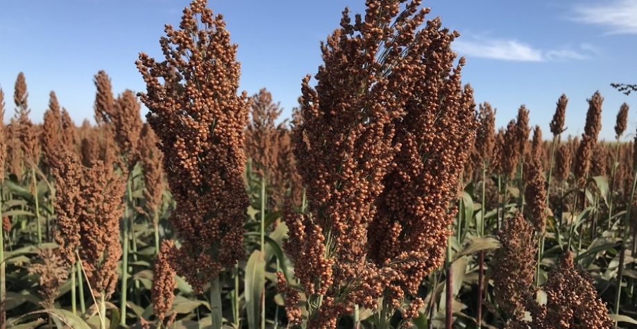 Sorgo granífero. Foto: Cícero Menezes