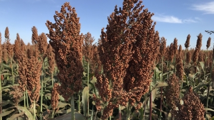 Movimento sem fronteiras quer promover cultivo e uso do sorgo