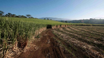 OIA reduz projeção para superávit global de açúcar em 2022/23 a 4,2 mi t