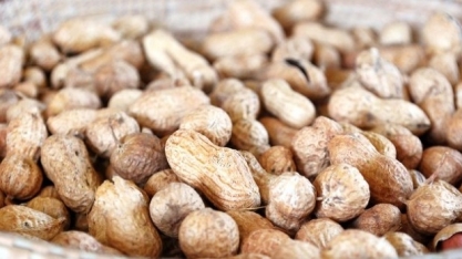 Pesquisas do IAC e da APTA auxiliam na redução de prejuízos causados por pragas no amendoim