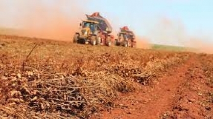 Pegada de carbono do amendoim paulista é inferior ao da média mundial