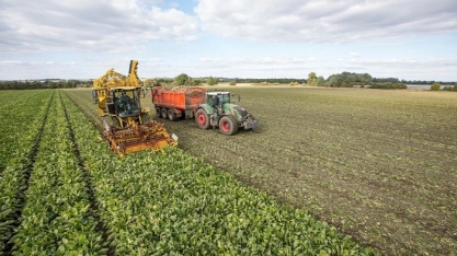 Rendimentos de açúcar de beterraba nos EUA compensam queda na produção vinda da cana, diz USDA