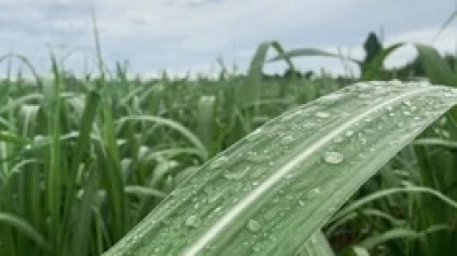 Previsão do tempo para hoje: risco de transtornos por causa da chuva