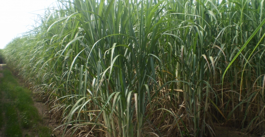 Maior longevidade dos canaviais gera benefícios econômicos e ambientais. Foto: Cesar Jose da Silva