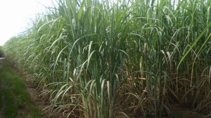 Benefícios decorrentes do aumento da longevidade dos canaviais