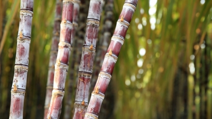 Maturadores entram em campo para uma safra sucroalcooleira de maior qualidade