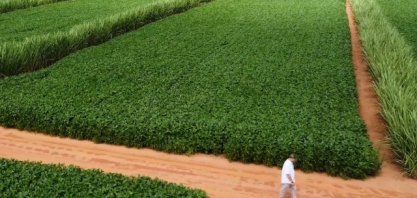 Produtor indicado ao Personagem Soja Brasil cultiva soja e cana ao mesmo tempo