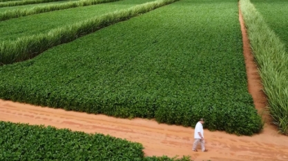 Produtor indicado ao Personagem Soja Brasil cultiva soja e cana ao mesmo tempo