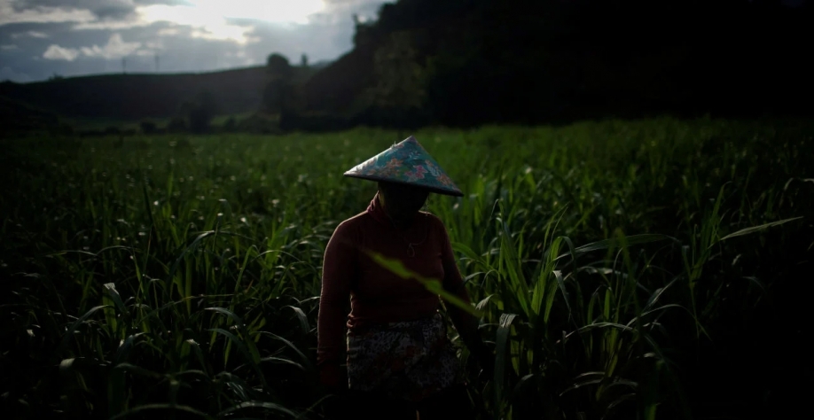 Safra de cana na Tailândia será boa e crescerá exportações de açúcar, pressionando pela necessidade de vantagem ao etanol no Brasil (Imagem: REUTERS/Aly Song)