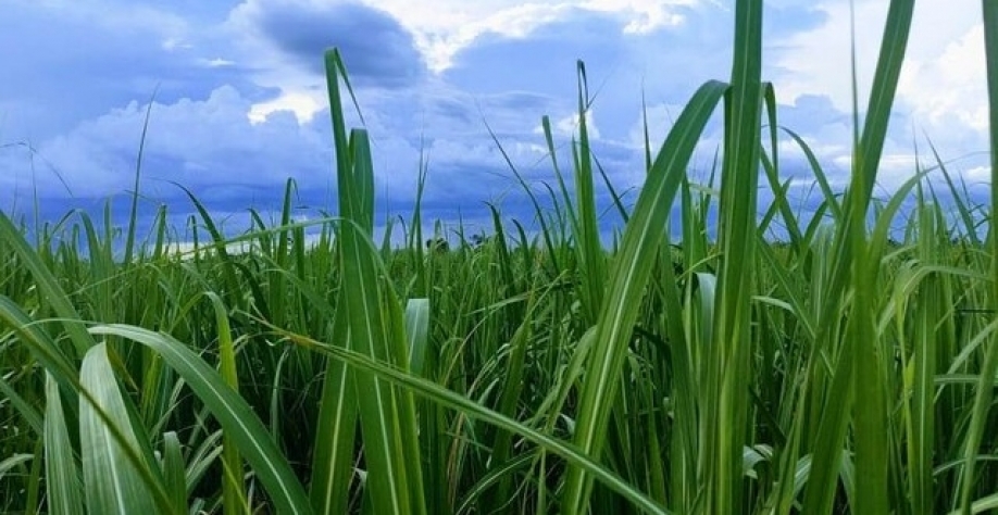 Lavouras de cana ocupam 106 mil hectares no município de Nova Alvorada do Sul (Foto: Divulgação)