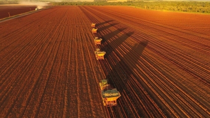 Falta mão de obra para as atividades agrícolas manuais nos canaviais de São Paulo