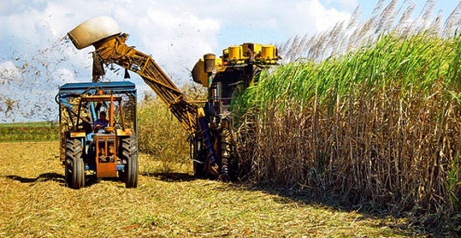 Cana-de-açúcar - Foto: Reprodução