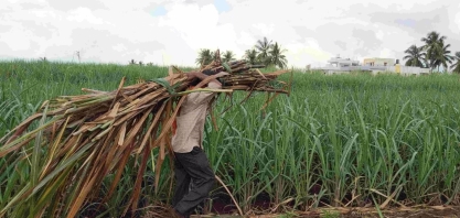 Estado indiano de Maharashtra produzirá menos açúcar com usinas fechando mais cedo