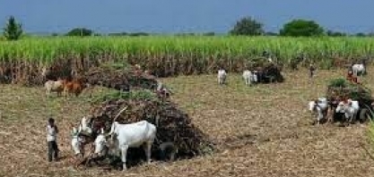 Índia pode exportar mais açúcar em 2022/23, diz grande produtor