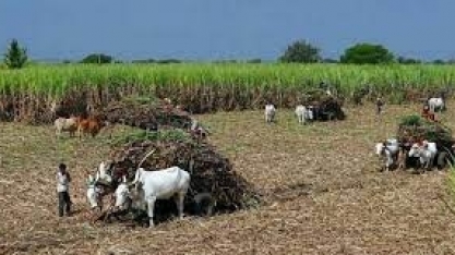 Índia pode exportar mais açúcar em 2022/23, diz grande produtor