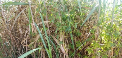 Plantas daninhas resistentes derrubam a produtividade dos canaviais