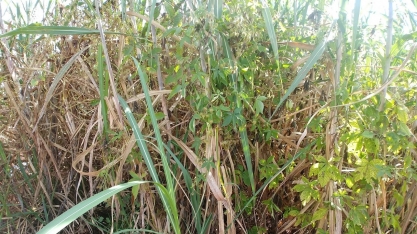 Plantas daninhas resistentes derrubam a produtividade dos canaviais
