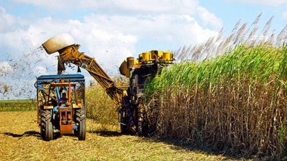 Safra 22/23 deve seguir até abril com expectativa de moer 20 mi de toneladas de cana