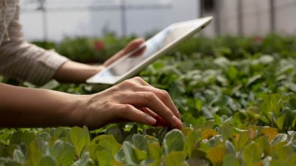 Parceria de Bayer e Microsoft desenvolve soluções em nuvem para inovação e transparência na indústria agroalimentar