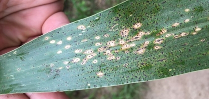 Milho/EUA: incidência da doença tar spot nas grandes planícies causa preocupação