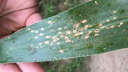 Milho/EUA: incidência da doença tar spot nas grandes planícies causa preocupação