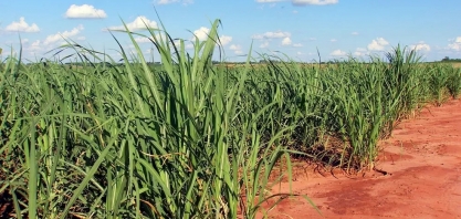 Consultoria climática vai facilitar o plantio e a colheita da cana-de-açucar