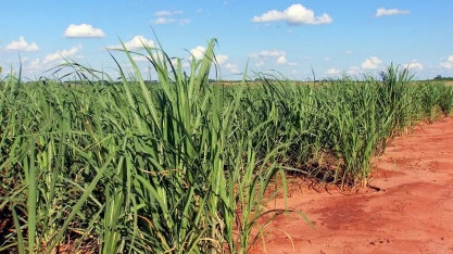 Consultoria climática vai facilitar o plantio e a colheita da cana-de-açucar