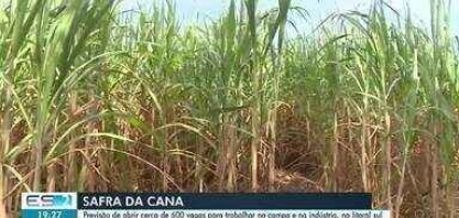Colheita da cana gera empregos no ES; maior usina do ES começa processo de contratação