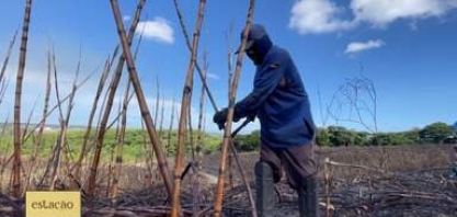 Excesso de chuva e escassez de mão de obra atrasa safra de cana em AL