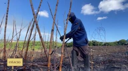 Excesso de chuva e escassez de mão de obra atrasa safra de cana em AL