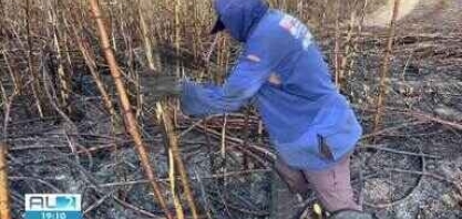 Colheita da cana-de-açúcar atrasa em Alagoas