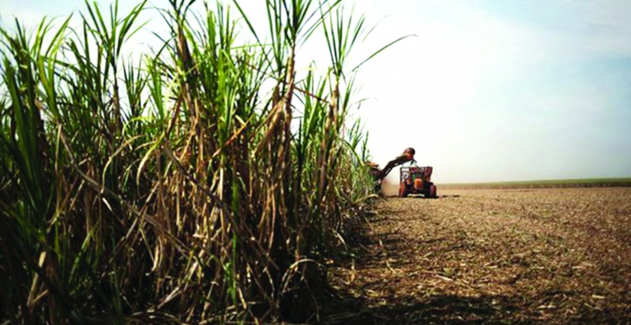 Condição climática atrasou a moagem de dois milhões de toneladas e canas podem deixar de ser colhidas - Foto: Divulgação 