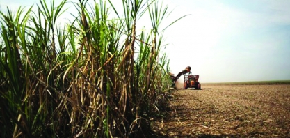 Chuvas impedem moagem da cana e prejuízo pode chegar a R$ 340 mi em AL