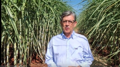 Uso de biossoluções em canaviais BT garante incrementos de produtividade, qualidade e rentabilidade