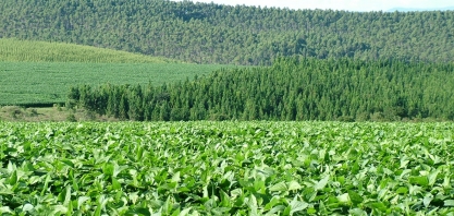 MG: Valor Bruto da Produção é estimado em R$ 133,3 bi