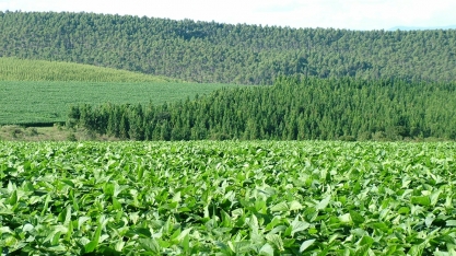 MG: Valor Bruto da Produção é estimado em R$ 133,3 bi