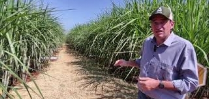 Confira evolução da performance das variedades transgênicas conforme são acrescentadas biossoluções