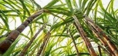 Cultivo de cana do Brasil retira 9,8 mi t/ano de CO2 da atmosfera, aponta estudo