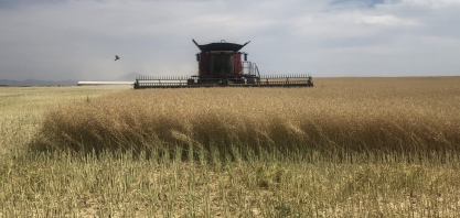 EUA: Corteva, Bunge e Chevron anunciam parceria para produzir combustível renovável a partir da canola